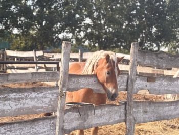 Ismét szeretettel várta a gyerekeket a Lovasudvar